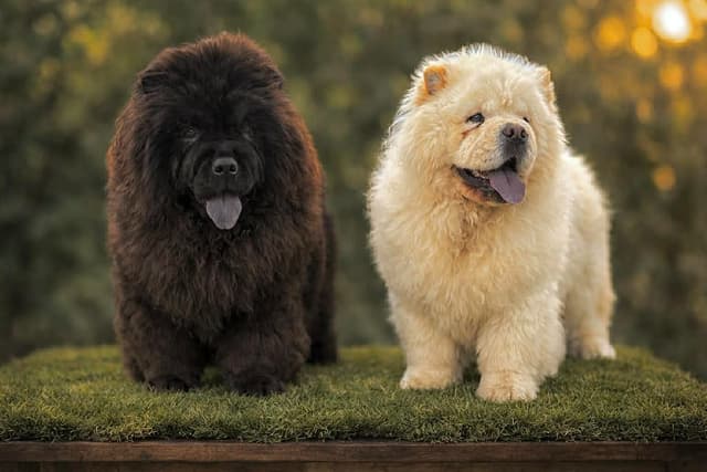 Import Line puppy media 6