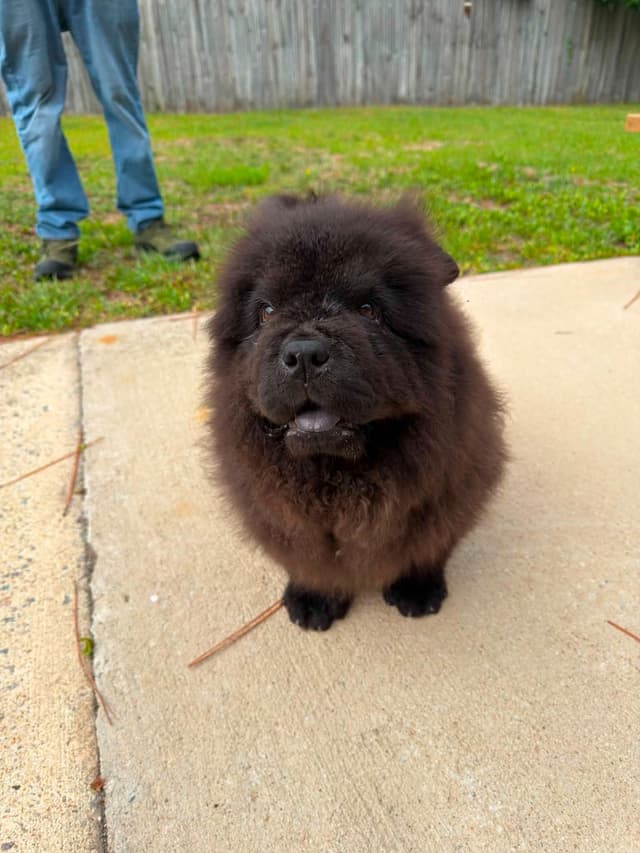 Import Line puppy media 7
