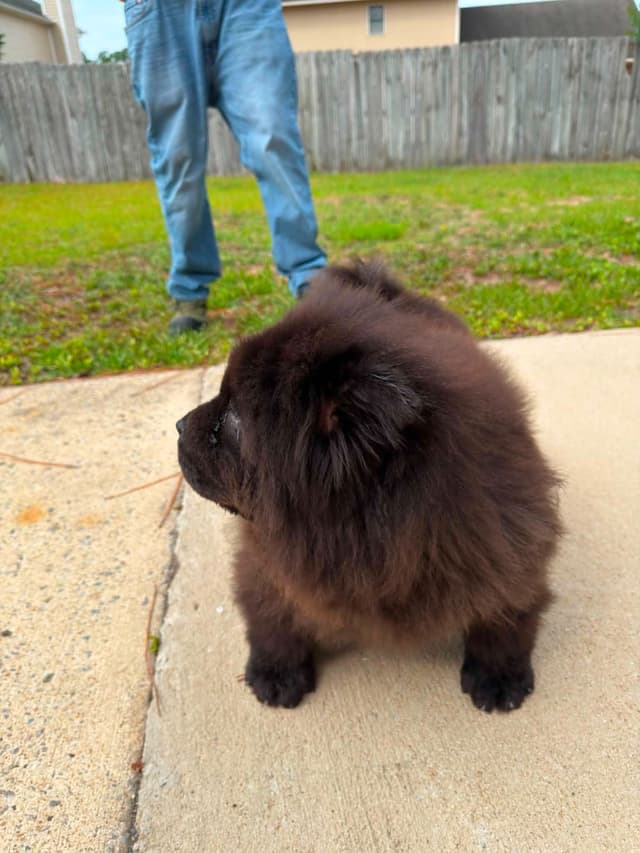 Import Line puppy media 8