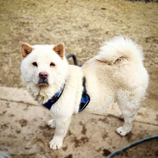 Chow Chow Puppies Rough and Smooth media 2