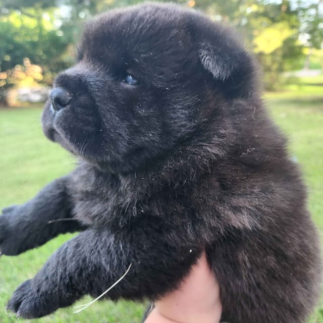 Chow Chow Puppies Rough and Smooth media 3