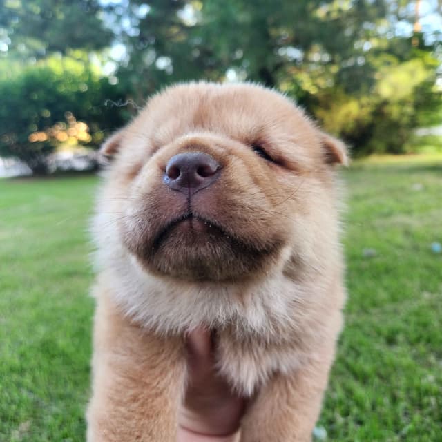 Chow Chow Puppies Rough and Smooth media 13
