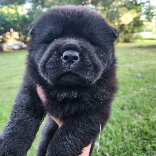 Chow Chow Puppies Rough and Smooth media 4