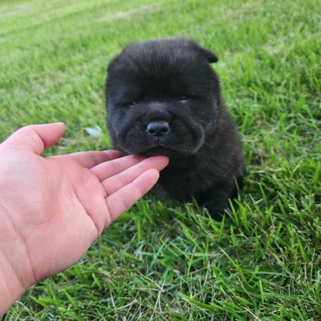 Chow Chow Puppies Rough and Smooth media 5