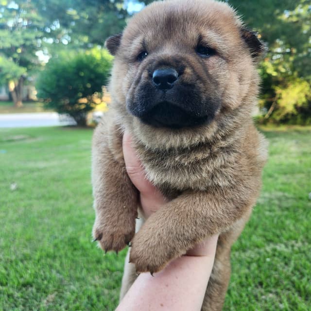 Chow Chow Puppies Rough and Smooth media 10