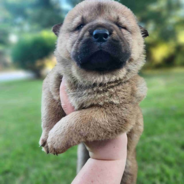 Chow Chow Puppies Rough and Smooth media 9