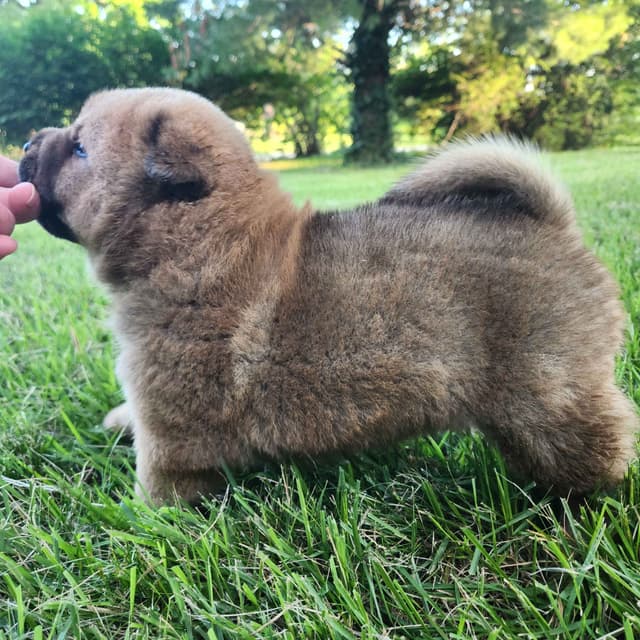 Chow Chow Puppies Rough and Smooth media 11