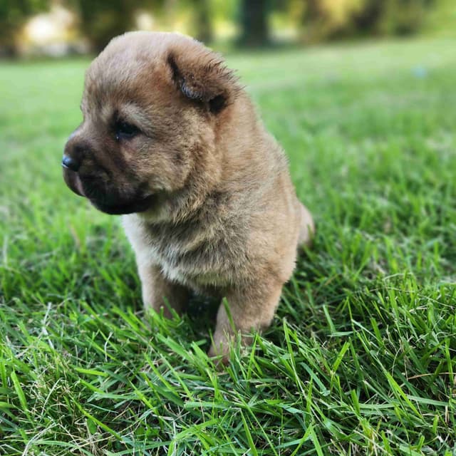 Chow Chow Puppies Rough and Smooth media 12