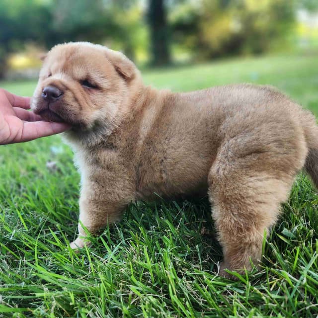 Chow Chow Puppies Rough and Smooth media 15