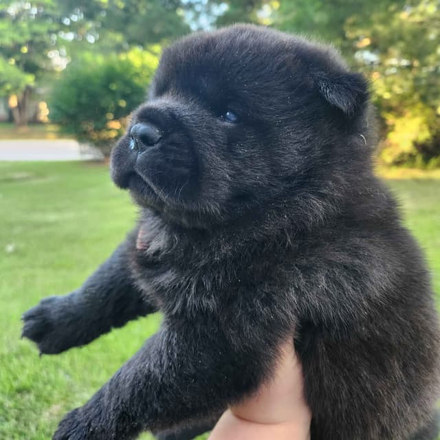 Chow Chow Puppies Rough and Smooth media 6