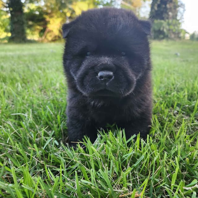 Chow Chow Puppies Rough and Smooth media 7