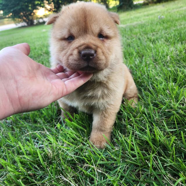 Chow Chow Puppies Rough and Smooth media 16