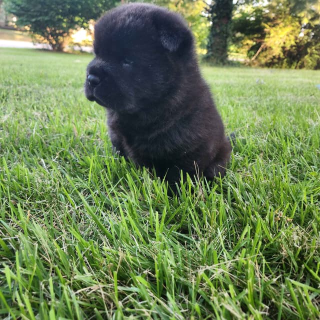 Chow Chow Puppies Rough and Smooth media 8