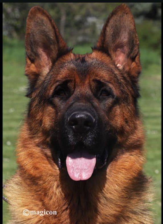 Champion Import Line German Shepherd Puppies breeder image 5