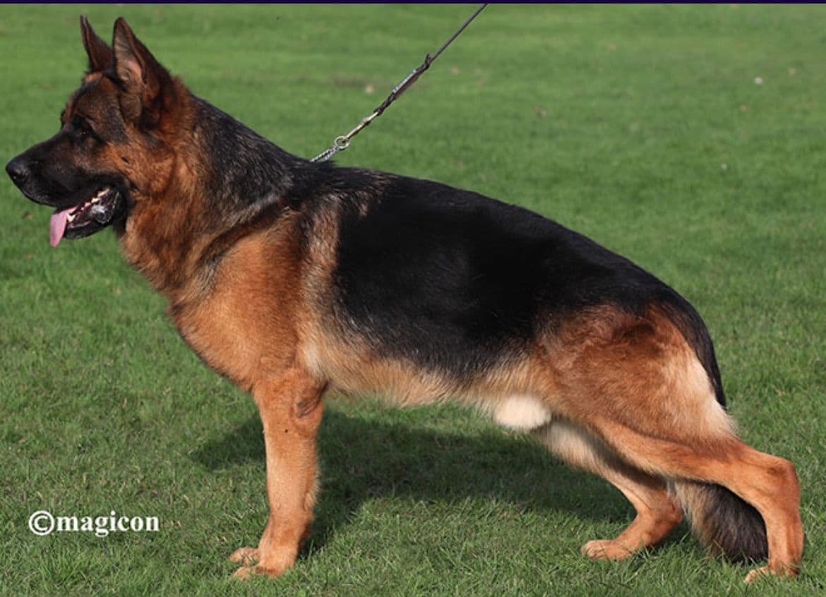 Champion Import Line German Shepherd Puppies breeder image 6