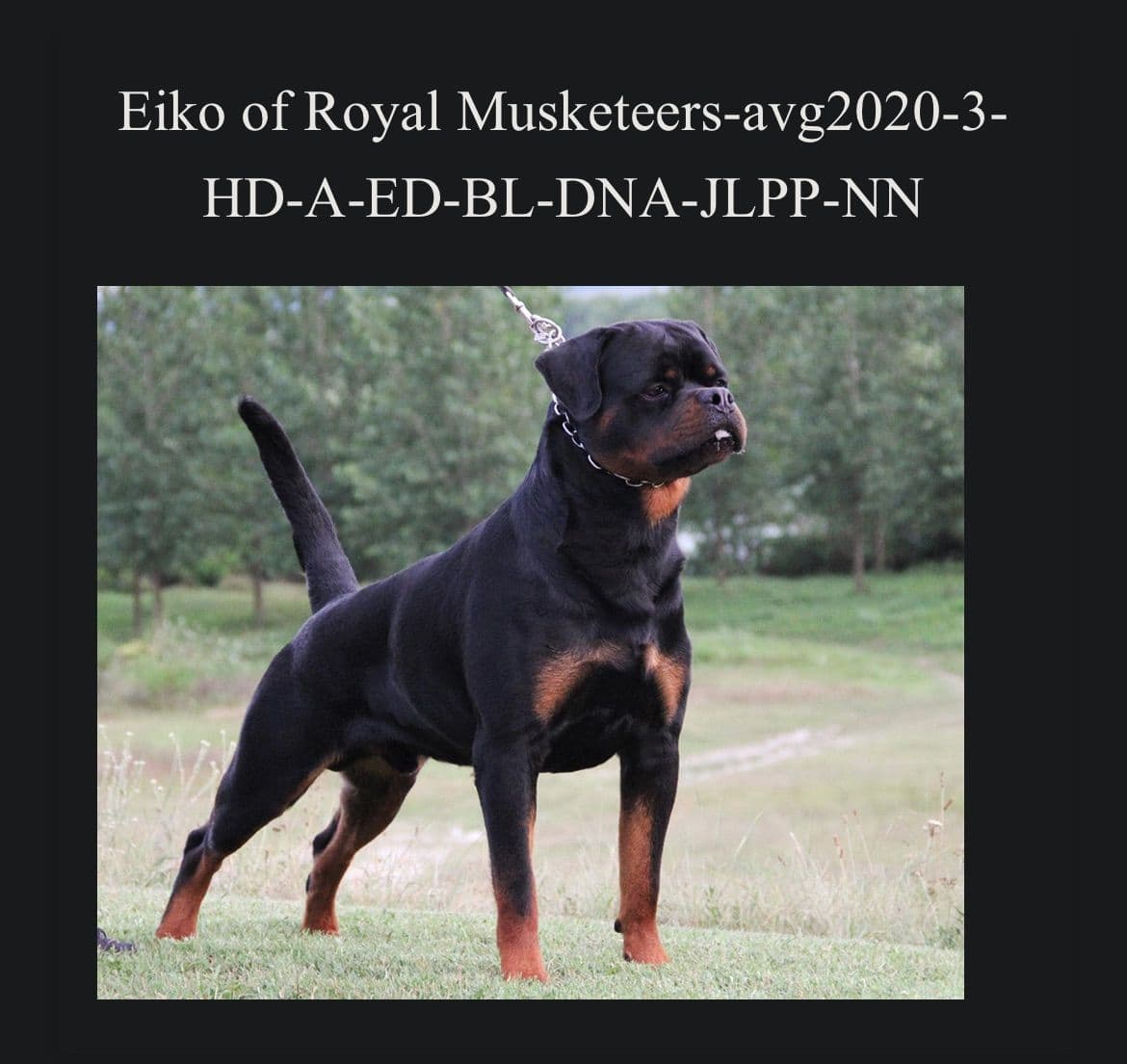 Champion Import Line German Shepherd Puppies breeder image 8