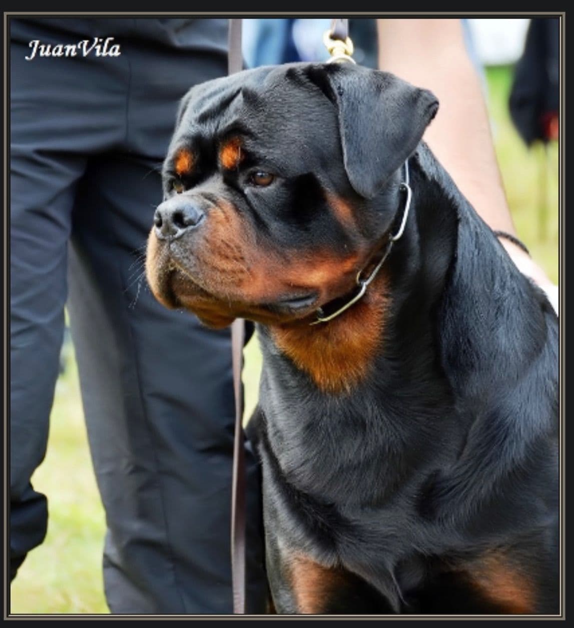 Champion Import Line German Shepherd Puppies breeder image 9