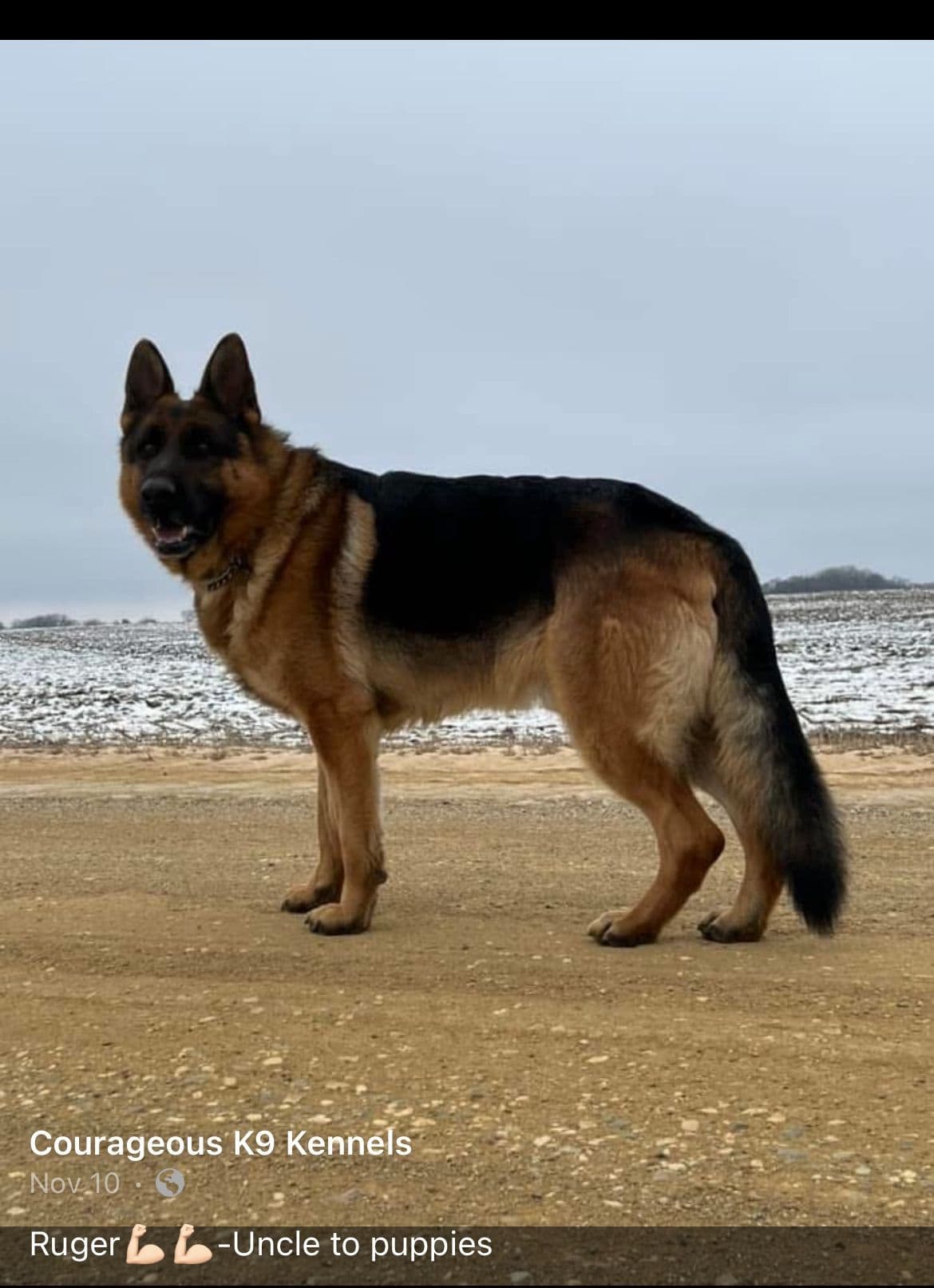 Champion Import Line German Shepherd Puppies breeder image 4