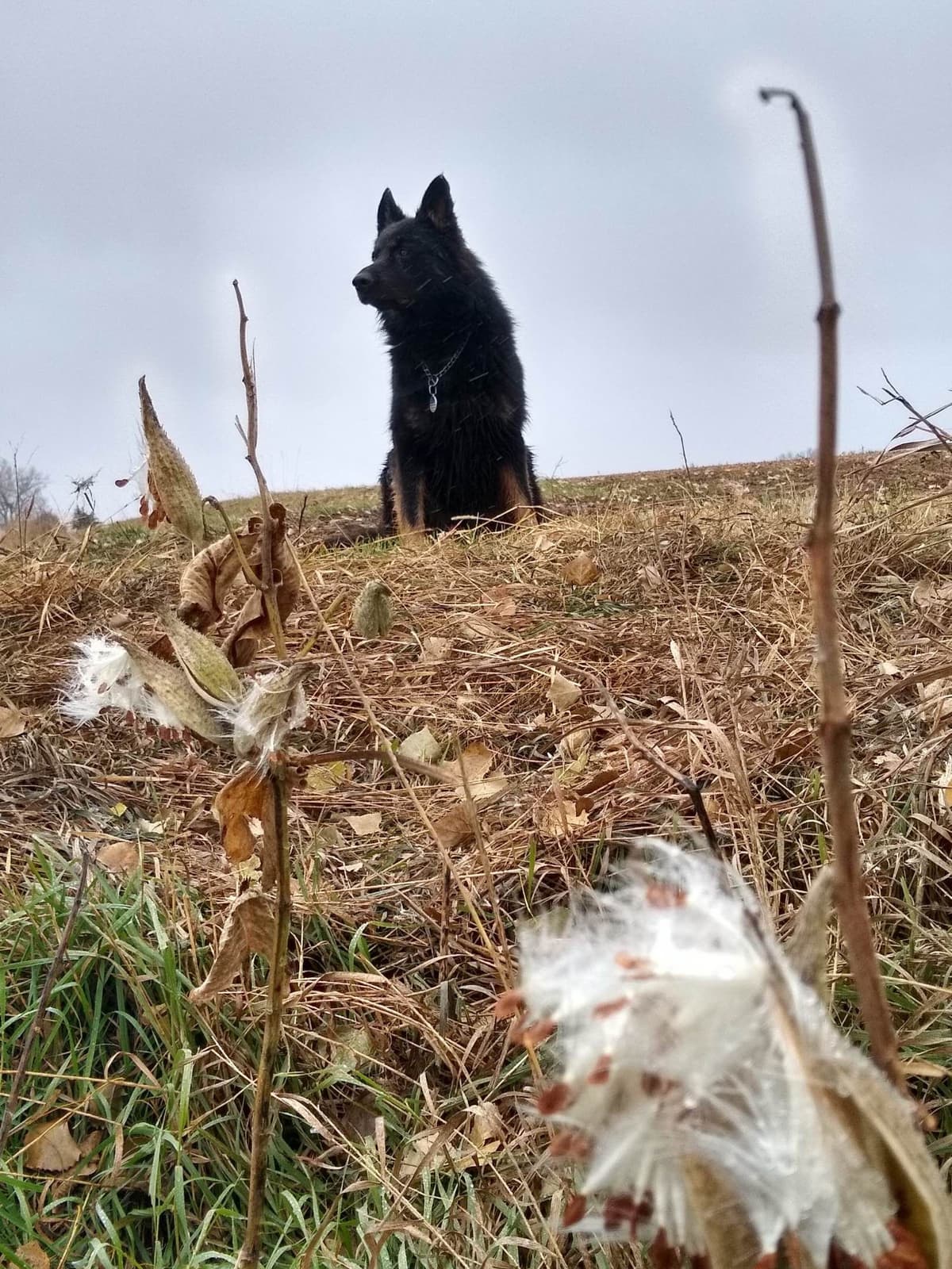 Champion Import Line German Shepherd Puppies breeder image 1