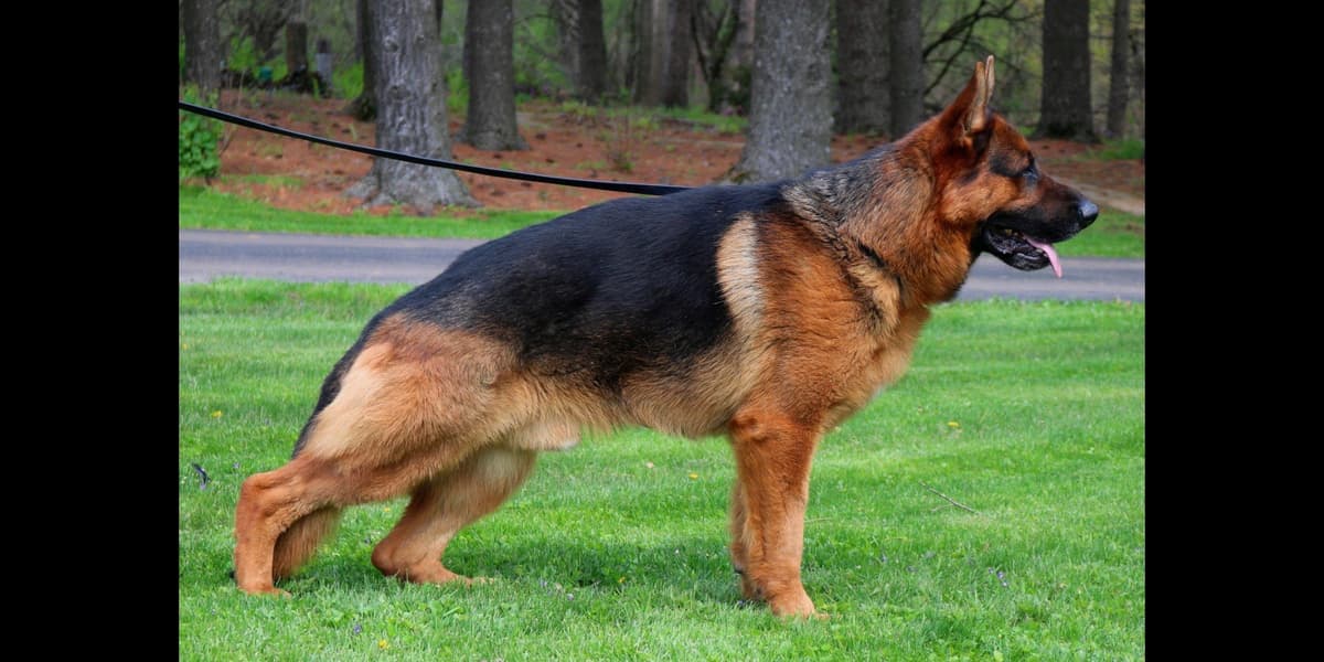Champion Import Line German Shepherd Puppies breeder image 17