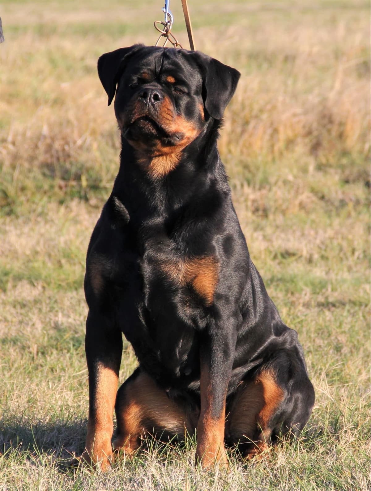 Champion Import Line German Shepherd Puppies breeder image 14