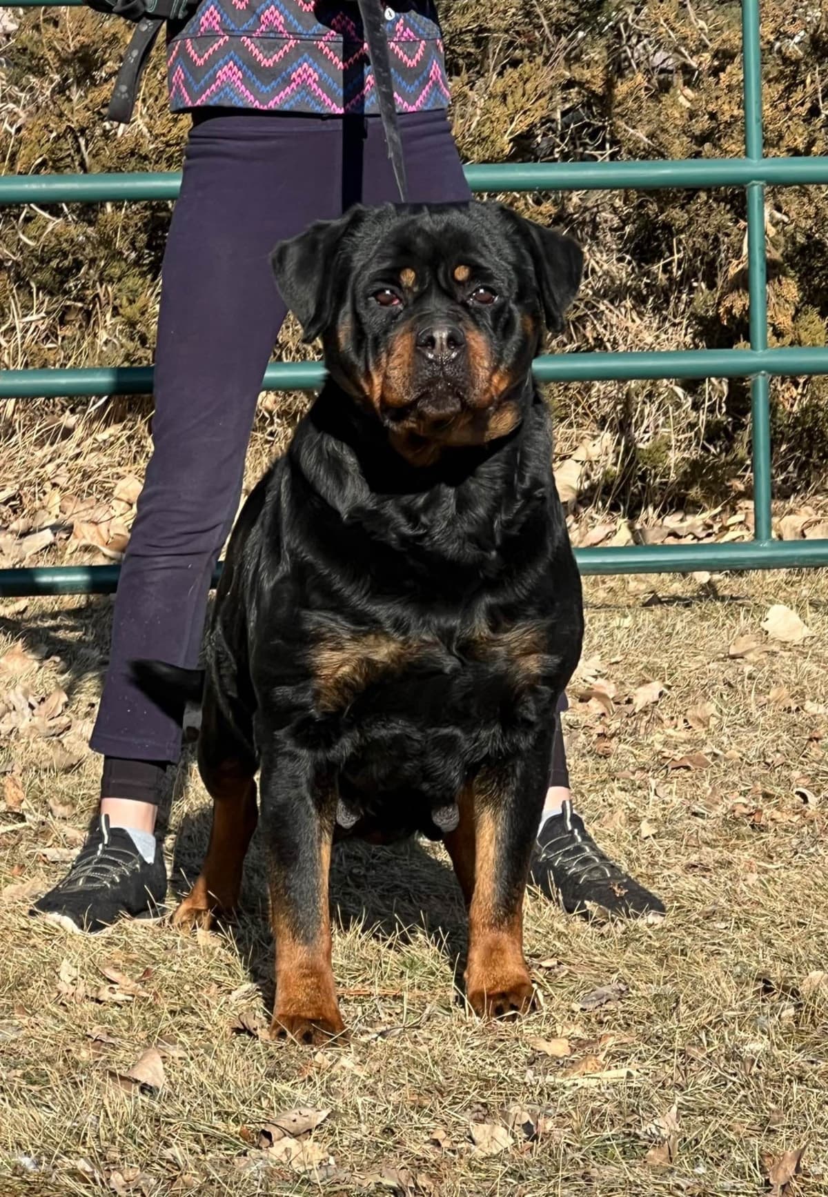 Champion Import Line German Shepherd Puppies breeder image 18