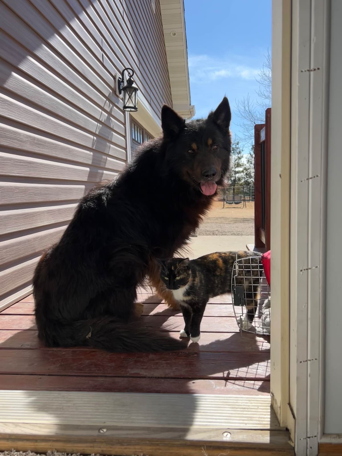 Champion Import Line German Shepherd Puppies breeder image 20