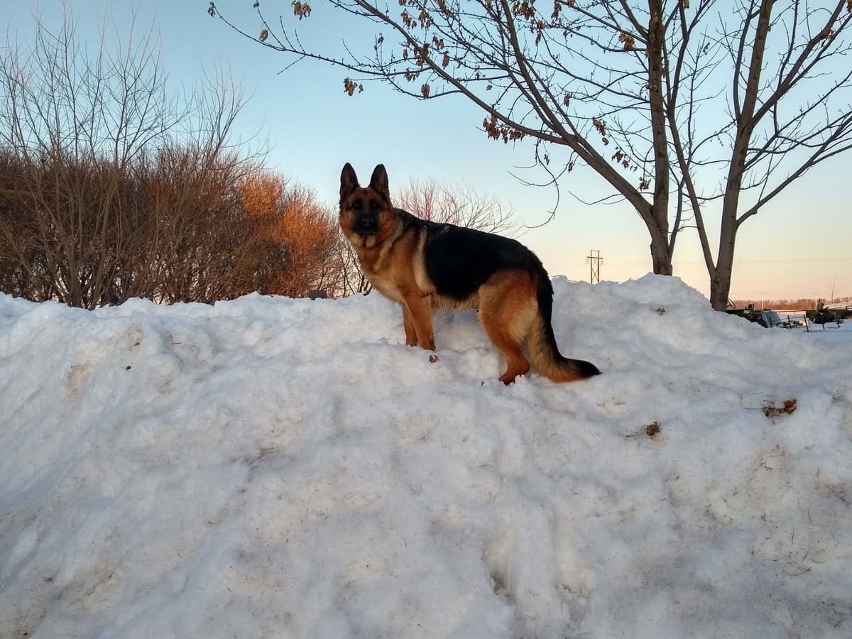 Champion Import Line German Shepherd Puppies breeder image 21