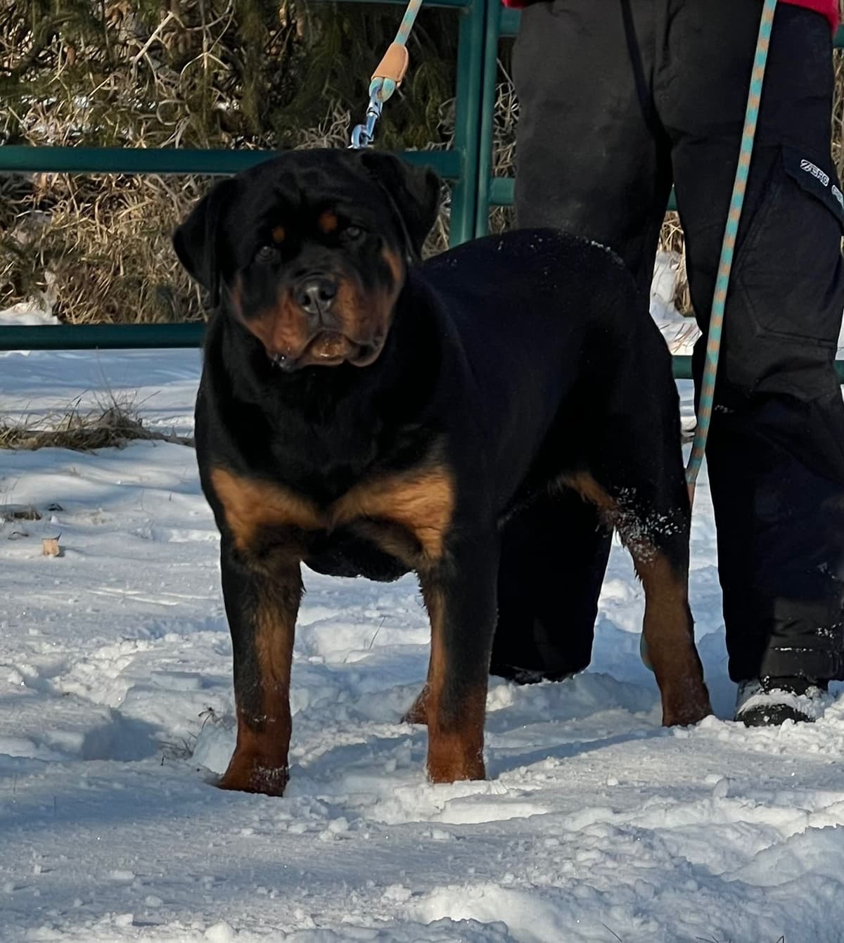 Champion Import Line German Shepherd Puppies breeder image 25