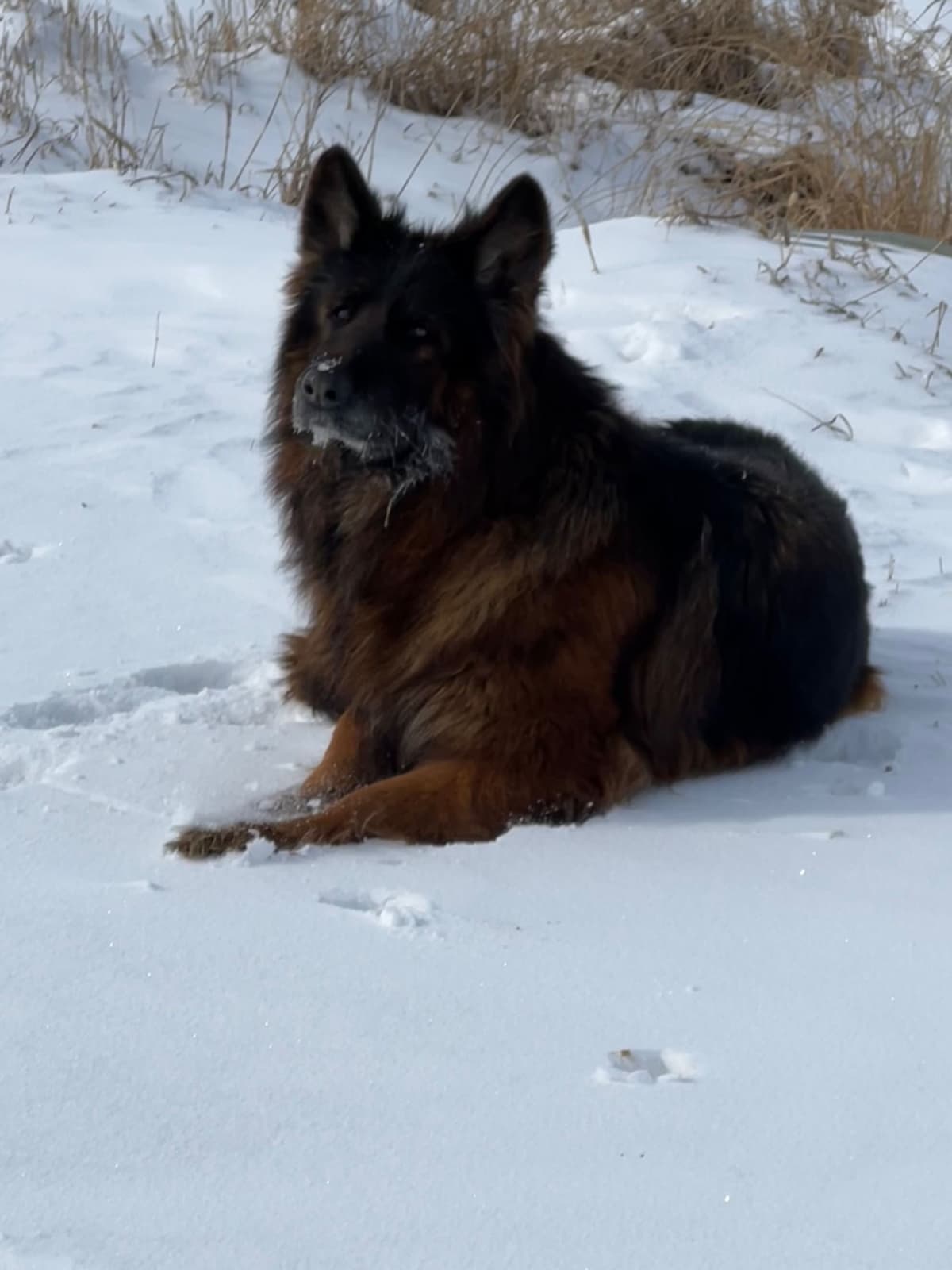 Champion Import Line German Shepherd Puppies breeder image 22