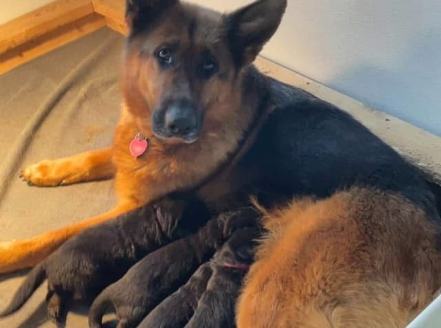Champion Import Line German Shepherd Puppies media 2