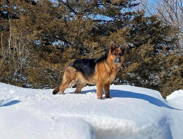 Champion Import Line German Shepherd Puppies media 4