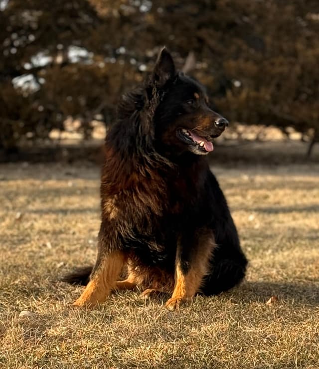 Champion Import Line German Shepherd Puppies media 9