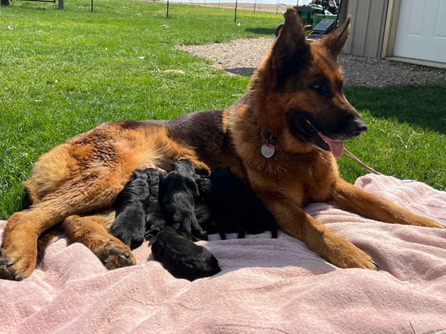 Champion Import Line German Shepherd Puppies media 14