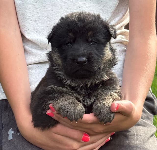 Champion Import Line German Shepherd Puppies media 3