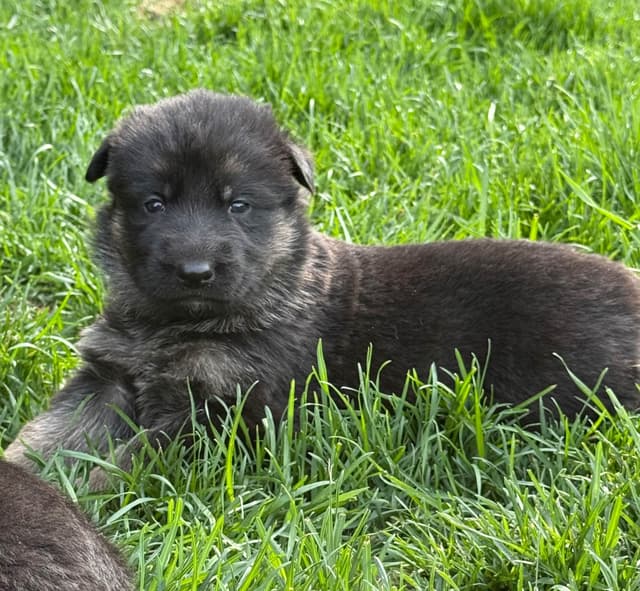 Champion Import Line German Shepherd Puppies media 6