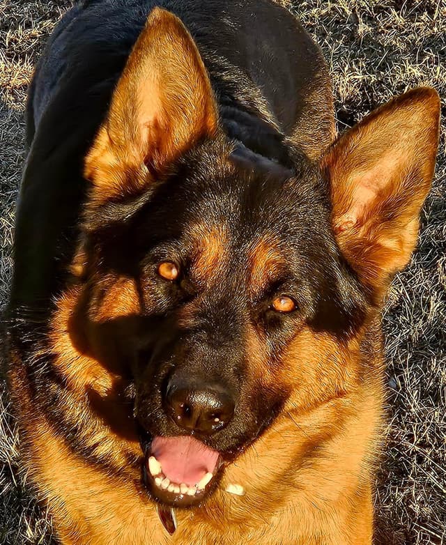 Champion Import Line German Shepherd Puppies media 13