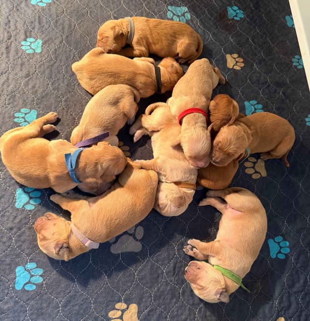 1 Female Remaining! Golden Retriever Puppies media 4