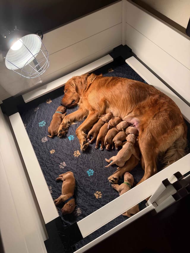 1 Female Remaining! Golden Retriever Puppies media 5