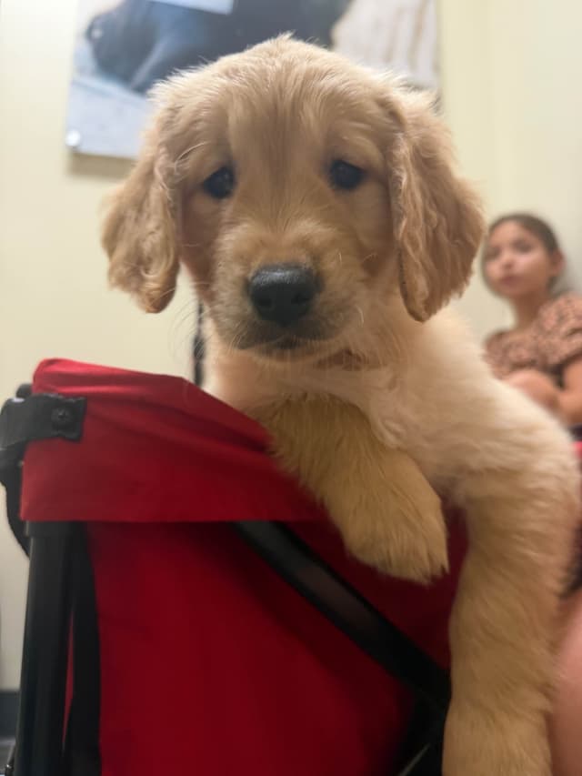 1 Female Remaining! Golden Retriever Puppies media 2