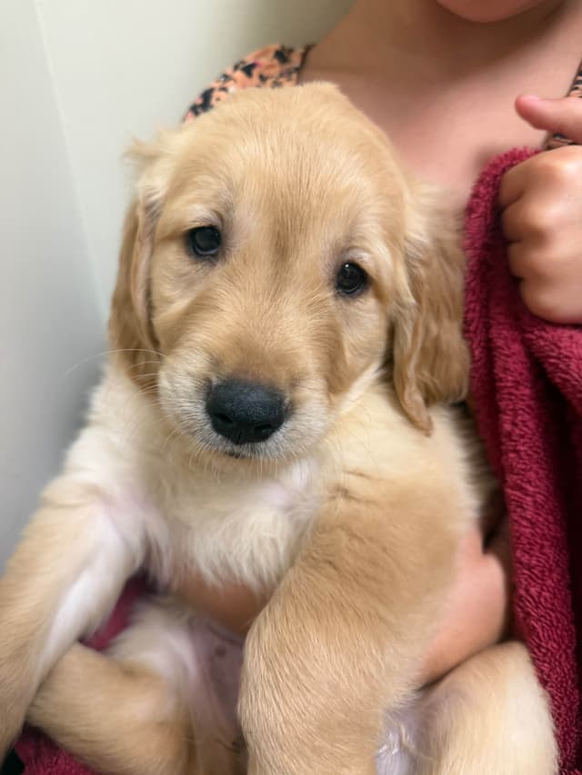1 Female Remaining! Golden Retriever Puppies media 3