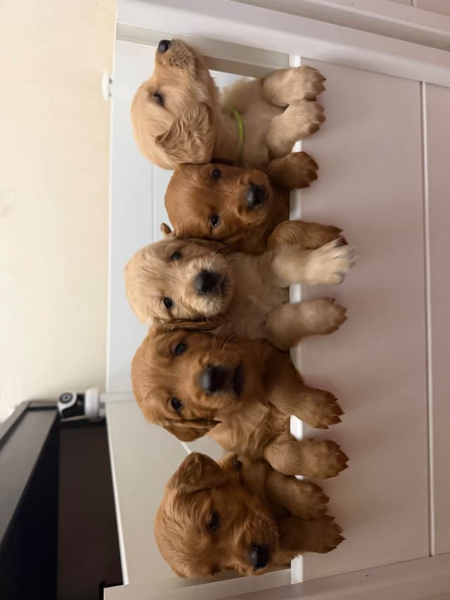 1 Female Remaining! Golden Retriever Puppies media 6