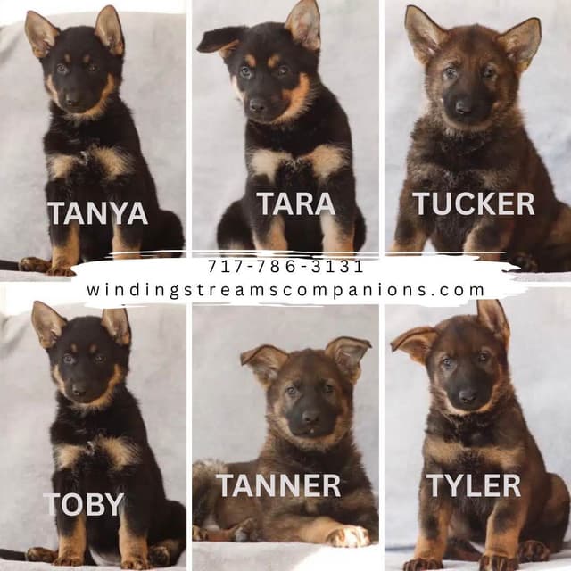 German Shepherd Dog Puppies media 5