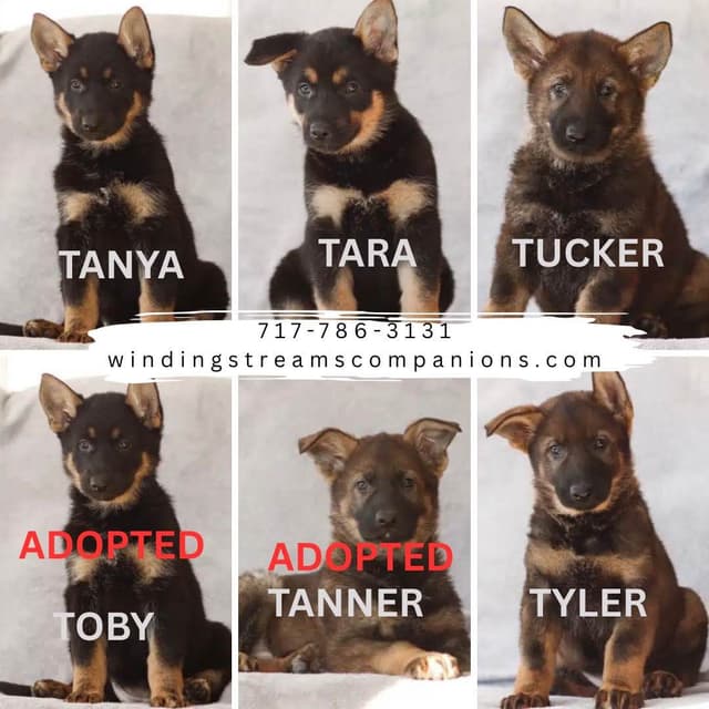 German Shepherd Dog Puppies media 4