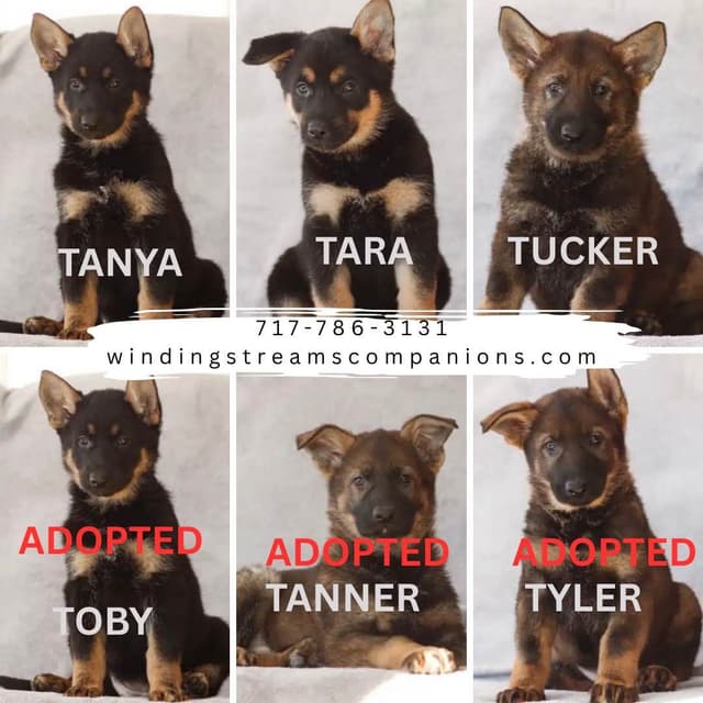 German Shepherd Dog Puppies media 3