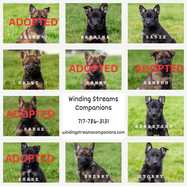 German Shepherd Dog Puppies media 2