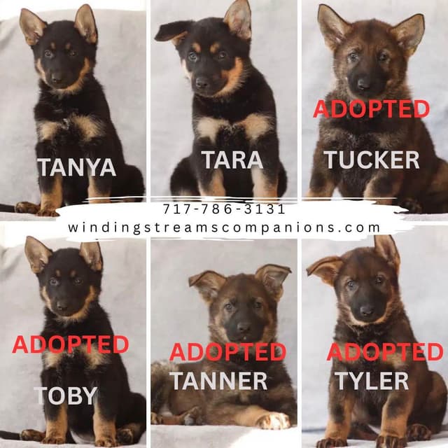 German Shepherd Dog Puppies media 2