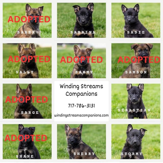 German Shepherd Dog Puppies media 3
