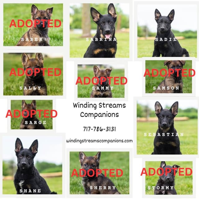 German Shepherd Dog Puppies media 4