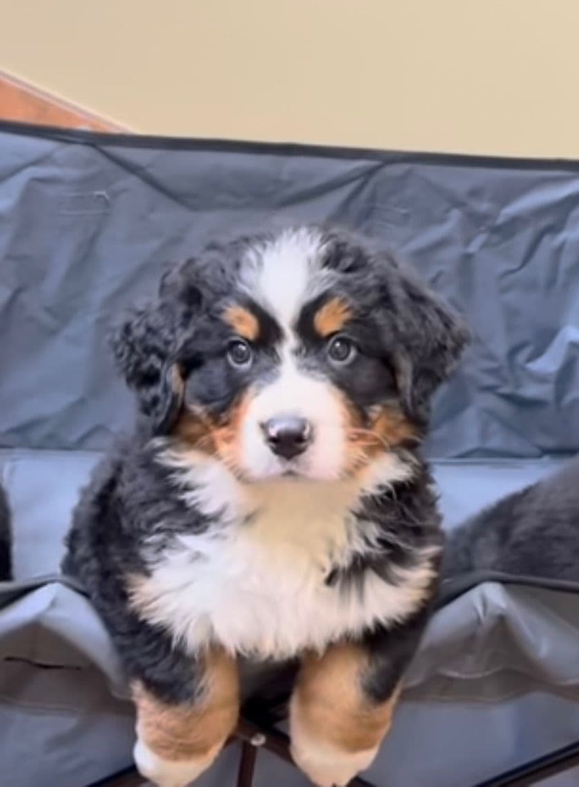 Bernese Mountain Dog Puppies breeder image 18